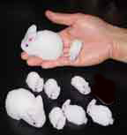 wabbits photo